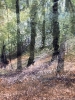 The Hidden Grove