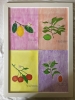 Citrus Plants & Fruit