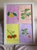 Citrus Plants & Fruit