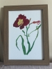 Crimson day lily