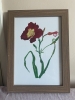 Crimson day lily