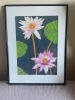 Waterlily (white & purple hue)