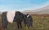 Belted galloways