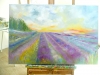 Lavender Fields 2025 