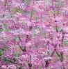 Magenta and Light