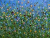 Meadow Radiance #4