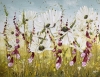 Peaceful Flowers Daisies and Foxgloves