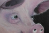 Stinky Pinky Porker