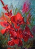 Scarlet Gladiolus