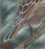 Common sparrow