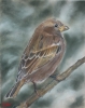 Common sparrow