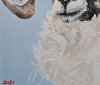 Swaledale sheep