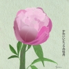 Pink Peony Kanji