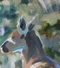Grey Kangaroo
