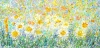 Wild Daisy Meadow