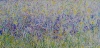 Wild Iris Meadow 