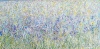Wild Iris Meadow 