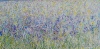 Wild Iris Meadow 