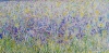 Wild Iris Meadow 