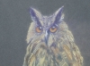 Tawny Owl