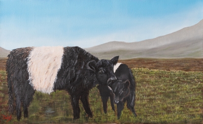 Belted galloways