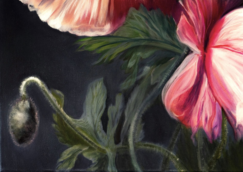 Velvet Poppies