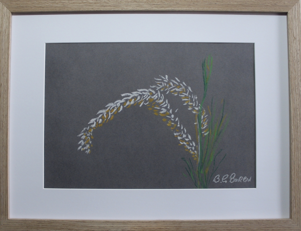 Summer Grass