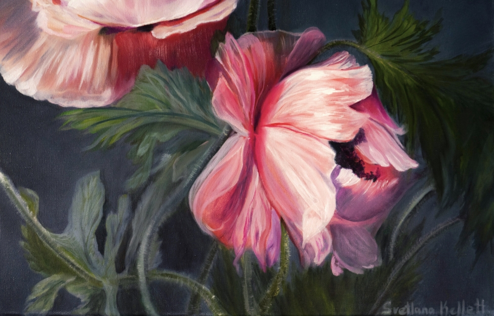 Velvet Poppies