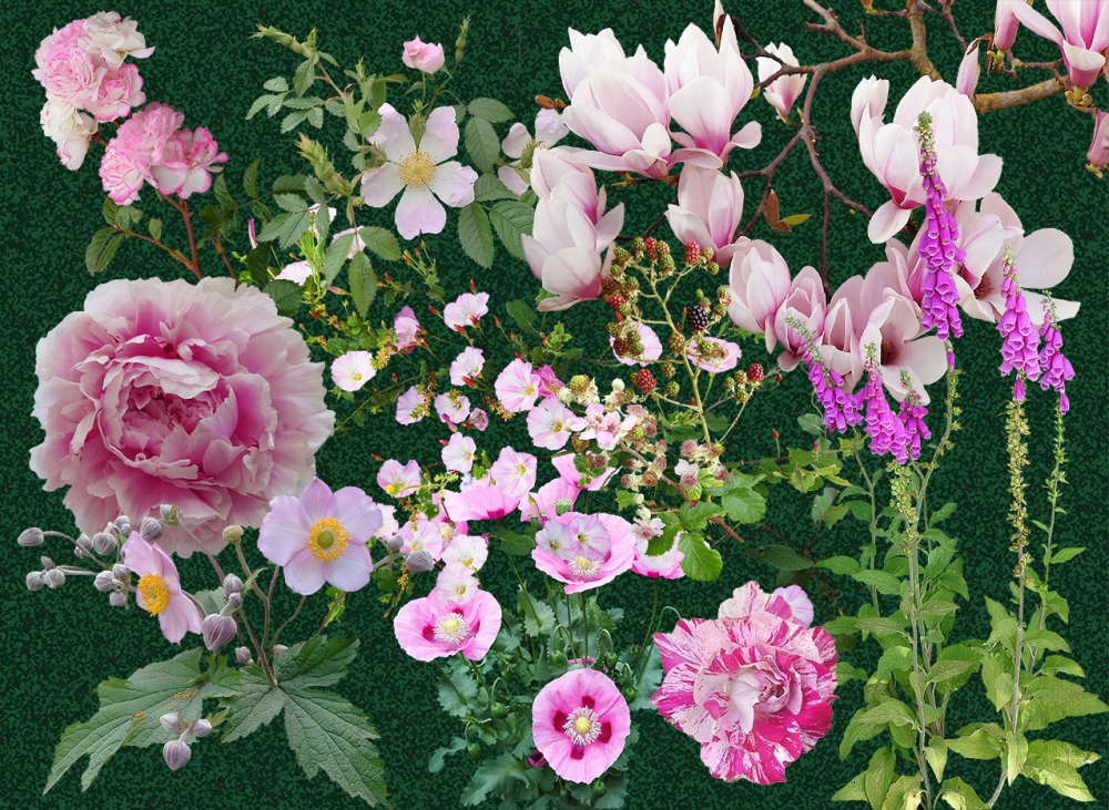 A sense of Pink - Dark or Light backgrounds