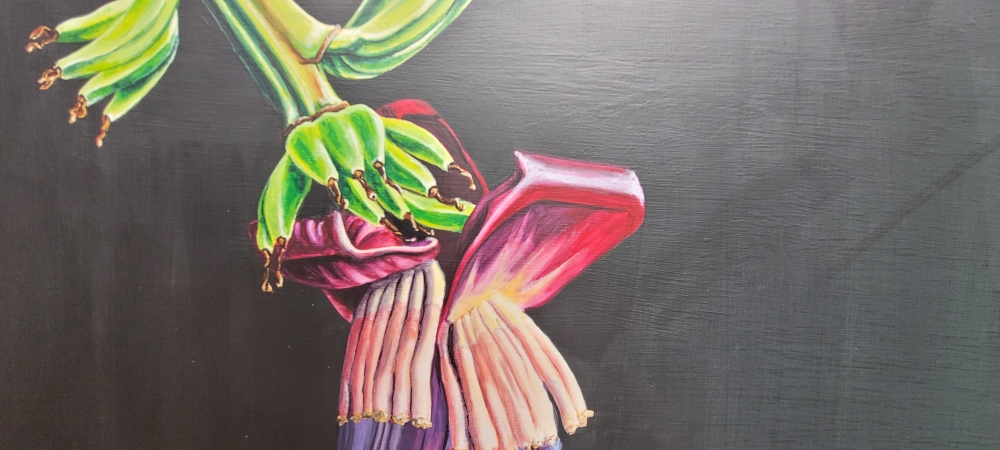 Purple banana flower 