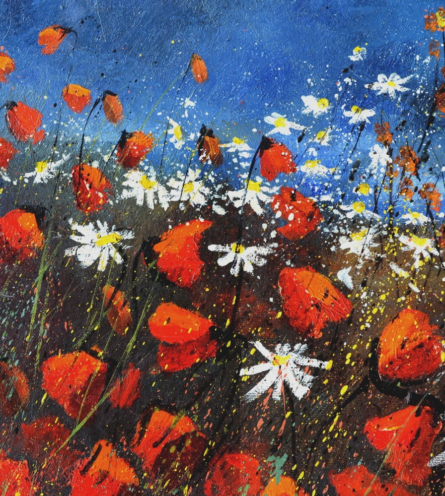 red poppies
