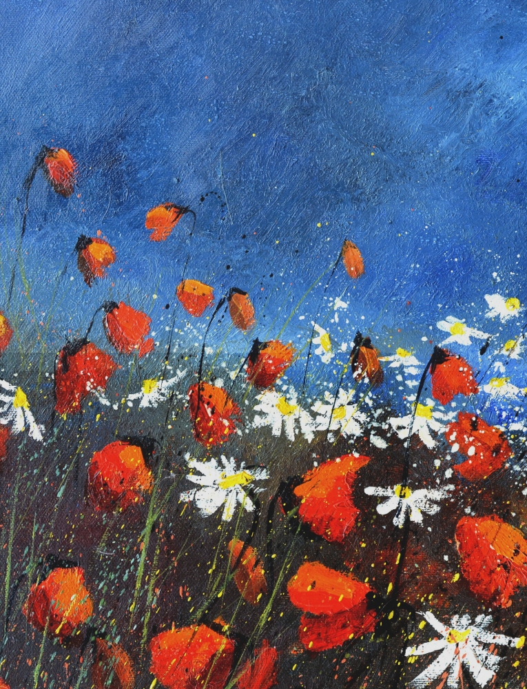 red poppies