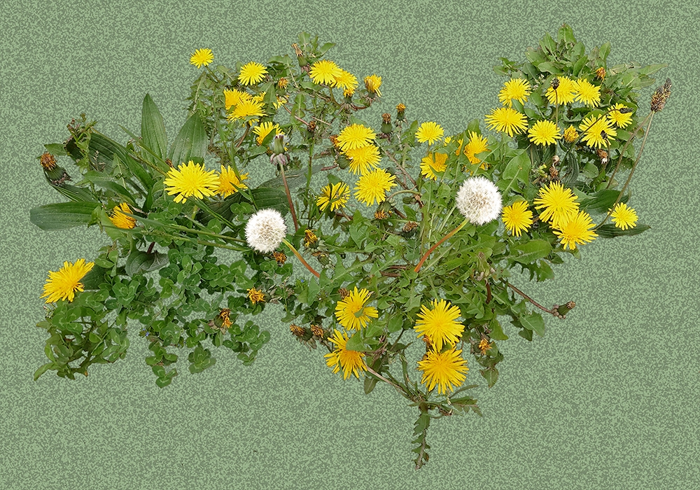 Dandelions