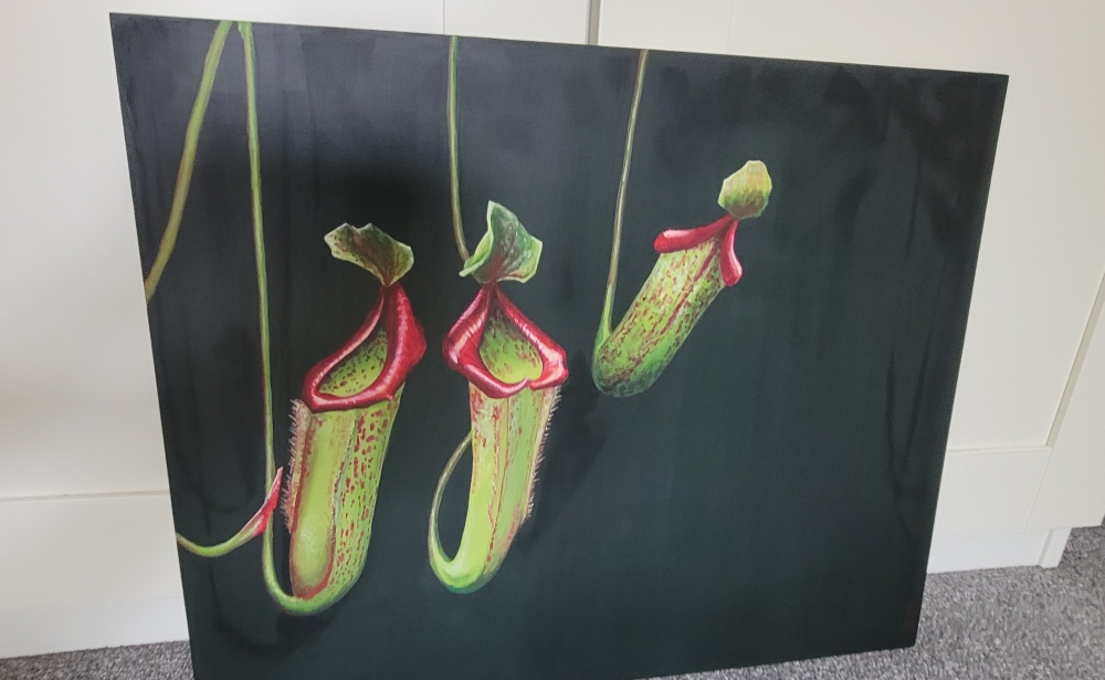 Nepenthes 