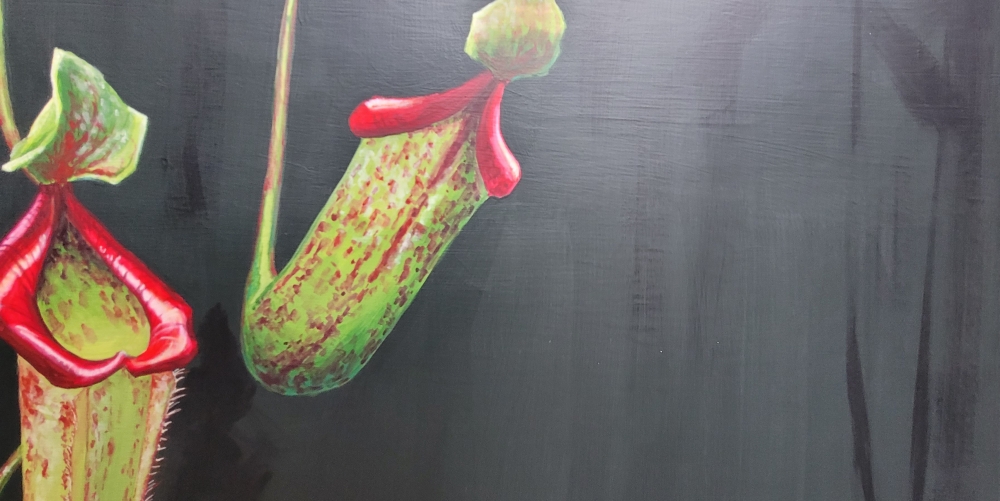 Nepenthes 