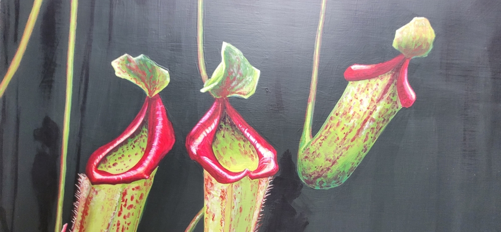 Nepenthes 