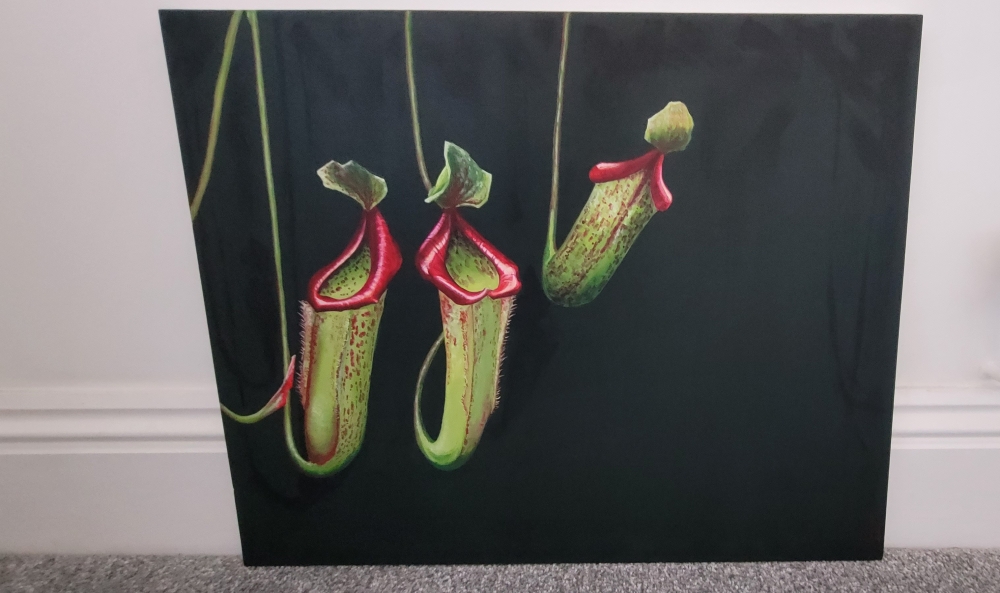 Nepenthes 