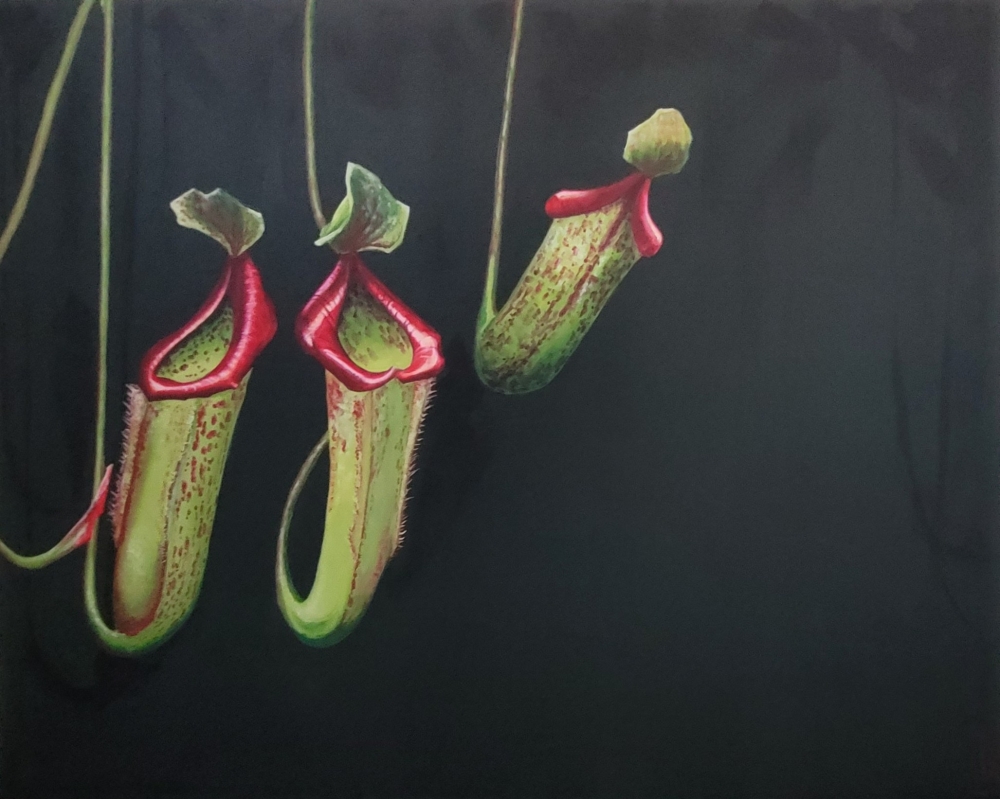 Nepenthes 