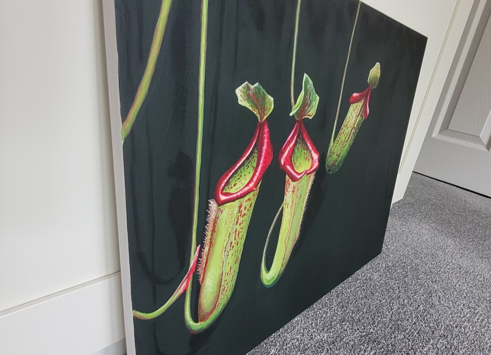 Nepenthes 