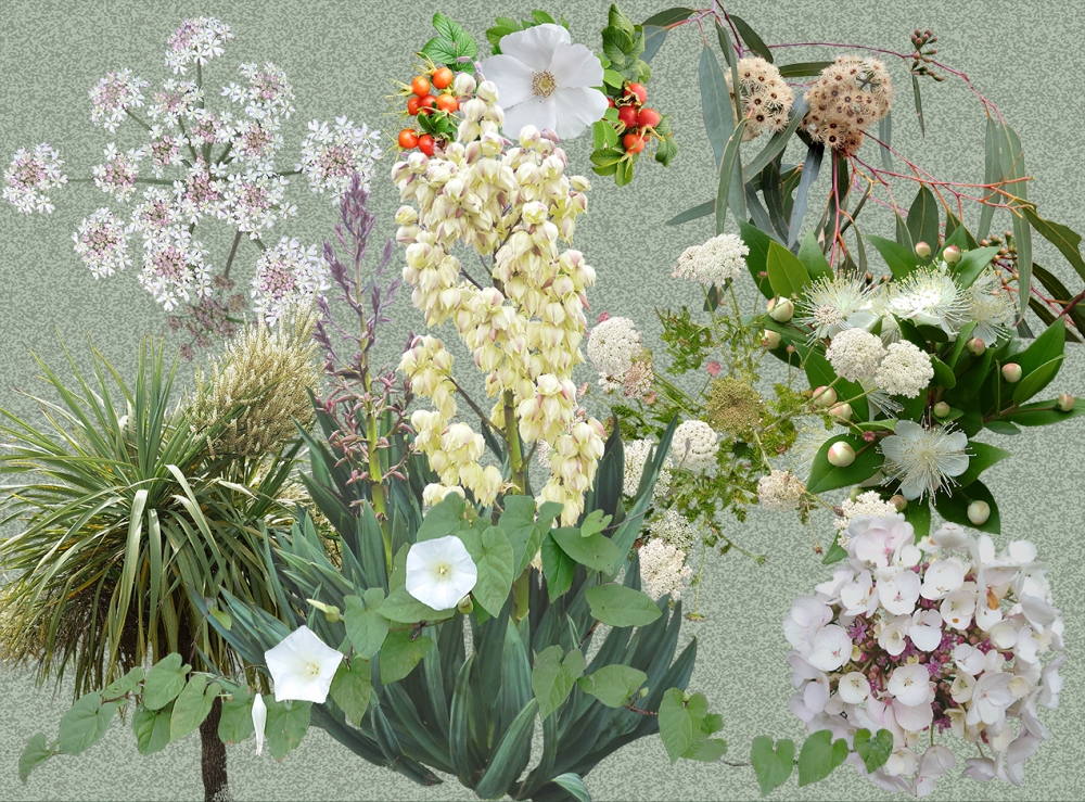 Elegant whites - Dark or Light backgrounds