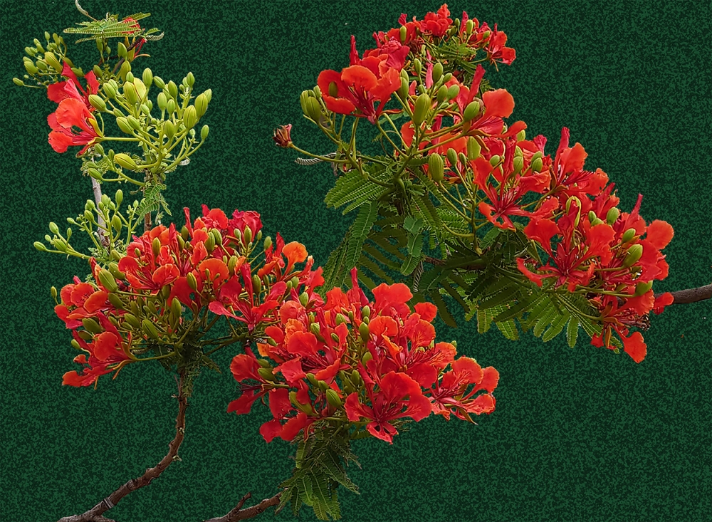 Flaming Red - Light or Dark backgrounds