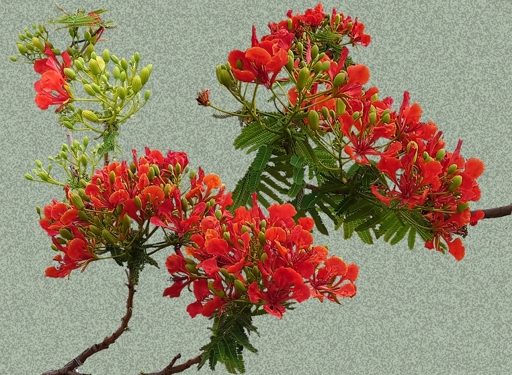 Flaming Red - Light or Dark backgrounds
