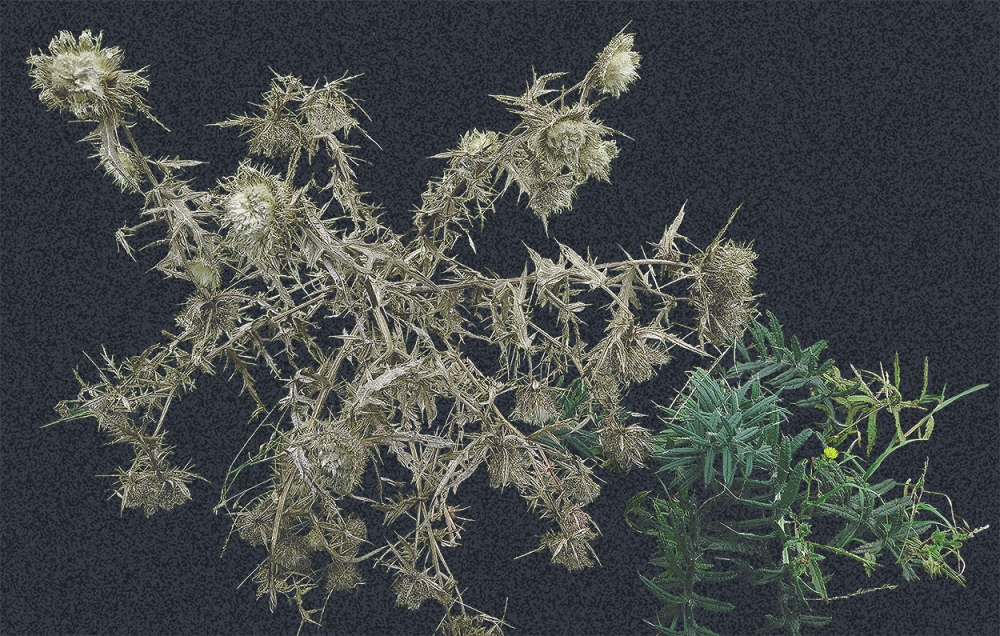 Ghost thistle - Dark or Light backgrounds