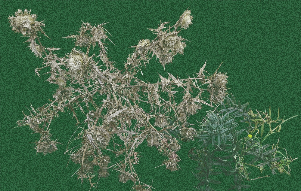 Ghost thistle - Dark or Light backgrounds
