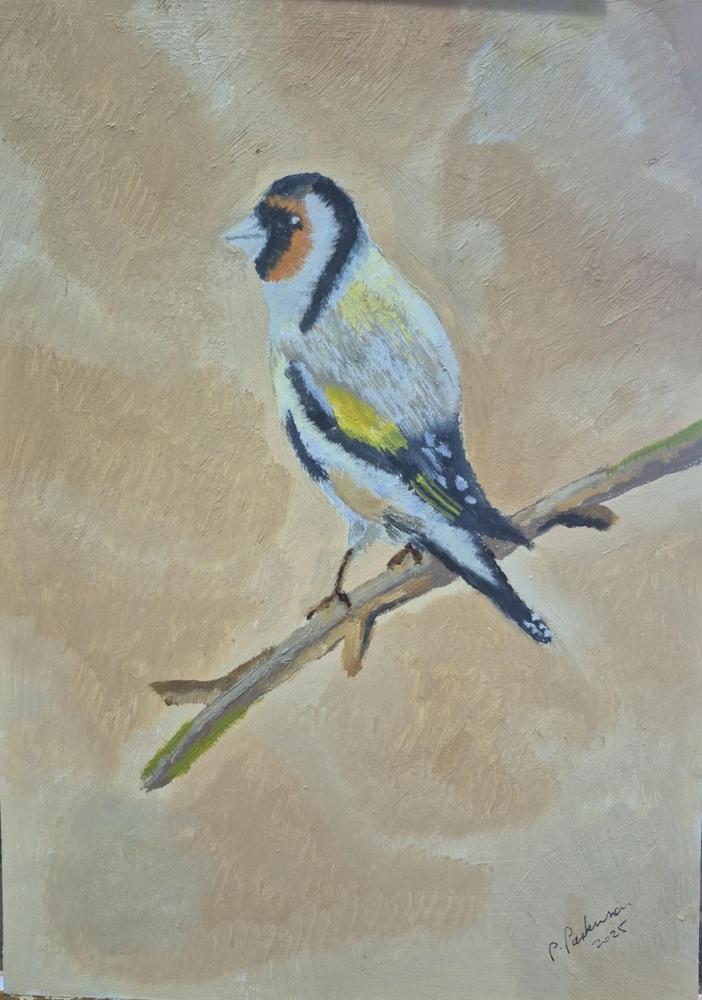 European Goldfinch