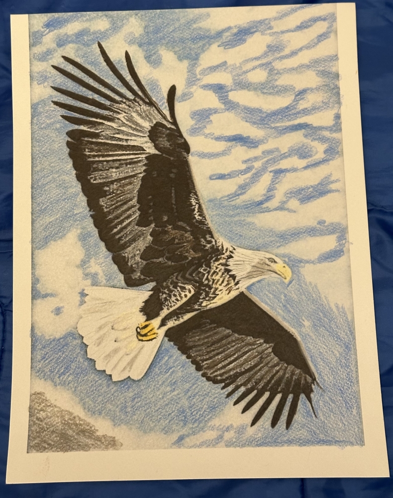 A Bald Eagle in flight on the hunt for prey 