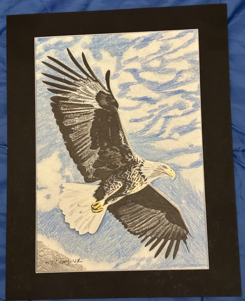 A Bald Eagle in flight on the hunt for prey 