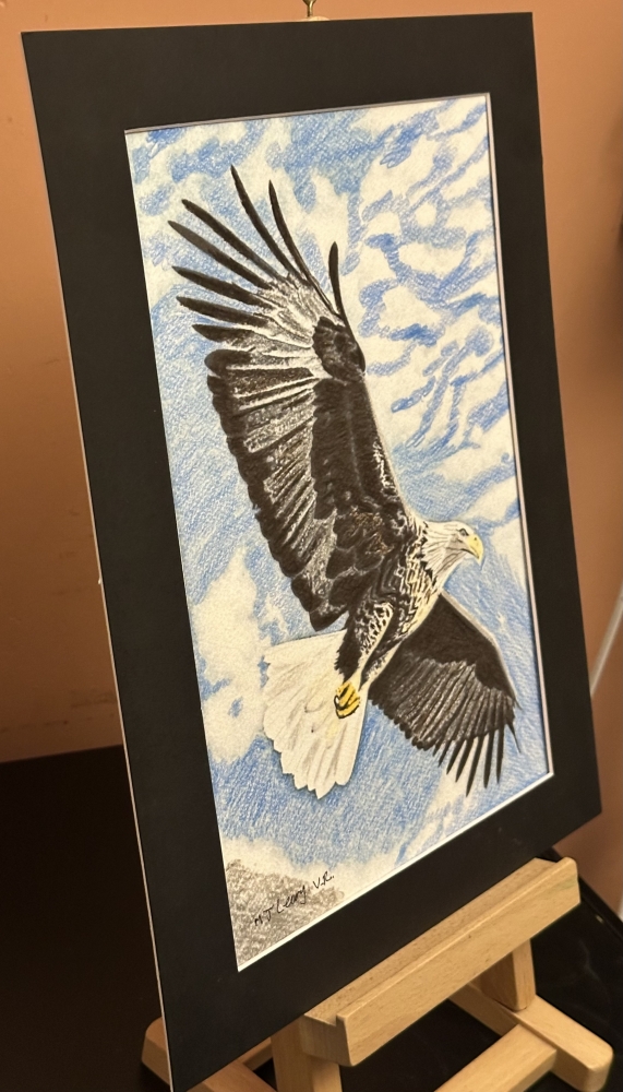 A Bald Eagle in flight on the hunt for prey 