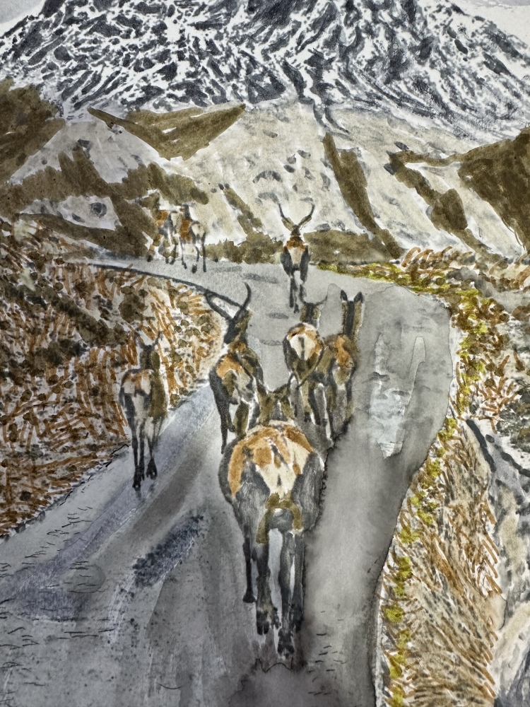 Herd of stags on a ramble  Ben Nevis 