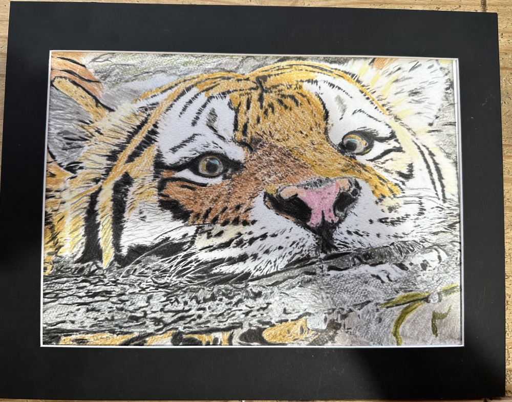 Coloured pencil swimming Tiger 